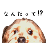 小池家おもしろスタンプ