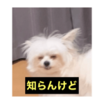 字幕犬