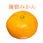 蒲郡みかん