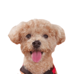 トイプードルのてんちゃん2