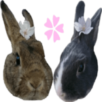 うさちゃん実写スタンプ２！