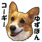 ゆずぽんコーギーその１