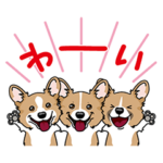 コーギー@SURFBORDER