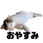 田舎暮らしの猫さんたち。