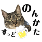 テトの鹿児島弁講座