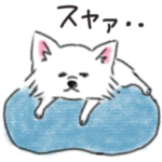 毎日チワワ♡