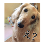 ミニチュアダックスフンド ナイキとレン