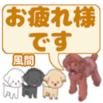 風間「かざま」さんのトイプードル会話