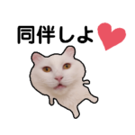 プレゼントに最適