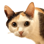 かわいいアナちゃん