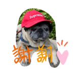 たけしと一緒！