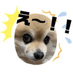 愛犬ラスちゃん2