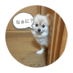 愛犬ラスちゃん