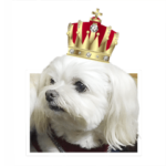 小さなプリンセス千鳥