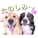 びすけ物語／megu19