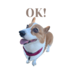 日常で使えるコーギーです