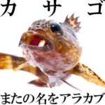 お魚図鑑『カサゴ』リアクション系言葉多め