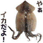 イカ。