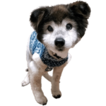 むちゃむちゃ　おばあちゃん犬スタンプ