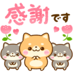 豆柴日和♡毎日カラフルで可愛い