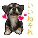 チワワのミロち5