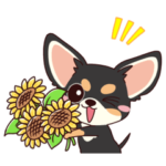 いやしの日常 チワワ 夏編