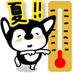 チワワの夏。