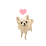 チワワ（リム）シンプルスタンプ1