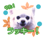 チワワのラッキー＊日常会話③