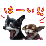 チワワ時々、シーズー