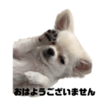 チワワのまおちゃん