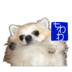 チワワの小丸 実写版 ②