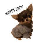 チワワのアンちゃん0914