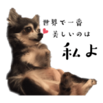 チワワのジョイ