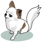 ふわふわしっぽの白いチワワさん