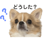 チワワのポポ②