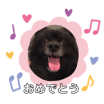 いぬ ポメ ぽんすけ