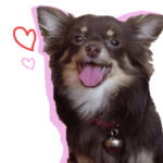 むじゃきなこいぬたち