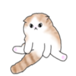 スコティッシュ 茶トラちゃん