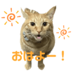 茶トラのめるちゃん①