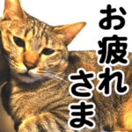 キジトラみるちゃん〜普段使い＆敬語〜