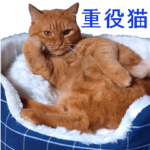 重役猫の写真スタンプ
