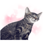 キジトラのくろちゃん