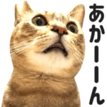 キジトラみるちゃん〜関西弁&日常〜vol.3