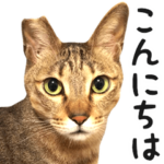 キジトラみるちゃん〜敬語〜 vol.4