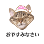 キジトラ猫のカナエちゃん