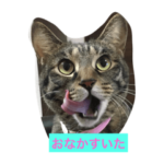 キジトラ猫のレオナちゃん