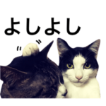 キジトラくんとハチワレちゃん