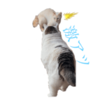 愛猫きーやんとマミタスのスタンプ5