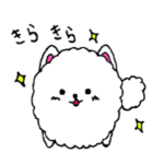 うちの自慢のポメラニアン